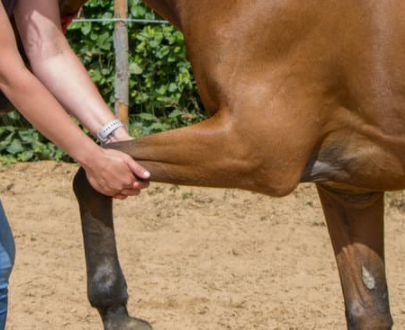Cannabidiol in the horse: Effects on movement and reactivity