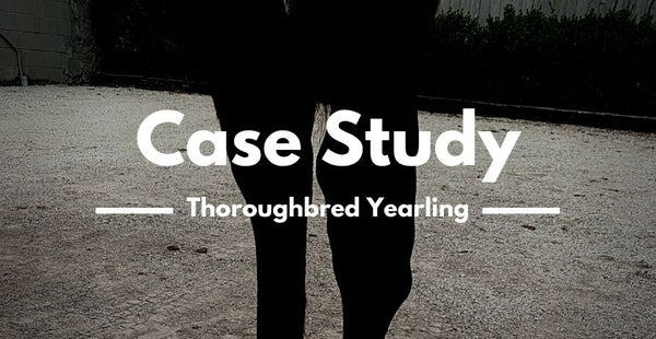 Case Study of CBD for Fracture horse - Thoroughbred Yearling