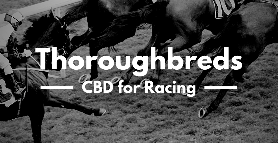 5 ways CannaHorse could benefit Thoroughbreds