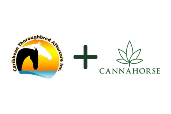 CannaHorse Supporting Caribbean Thoroughbred Aftercare