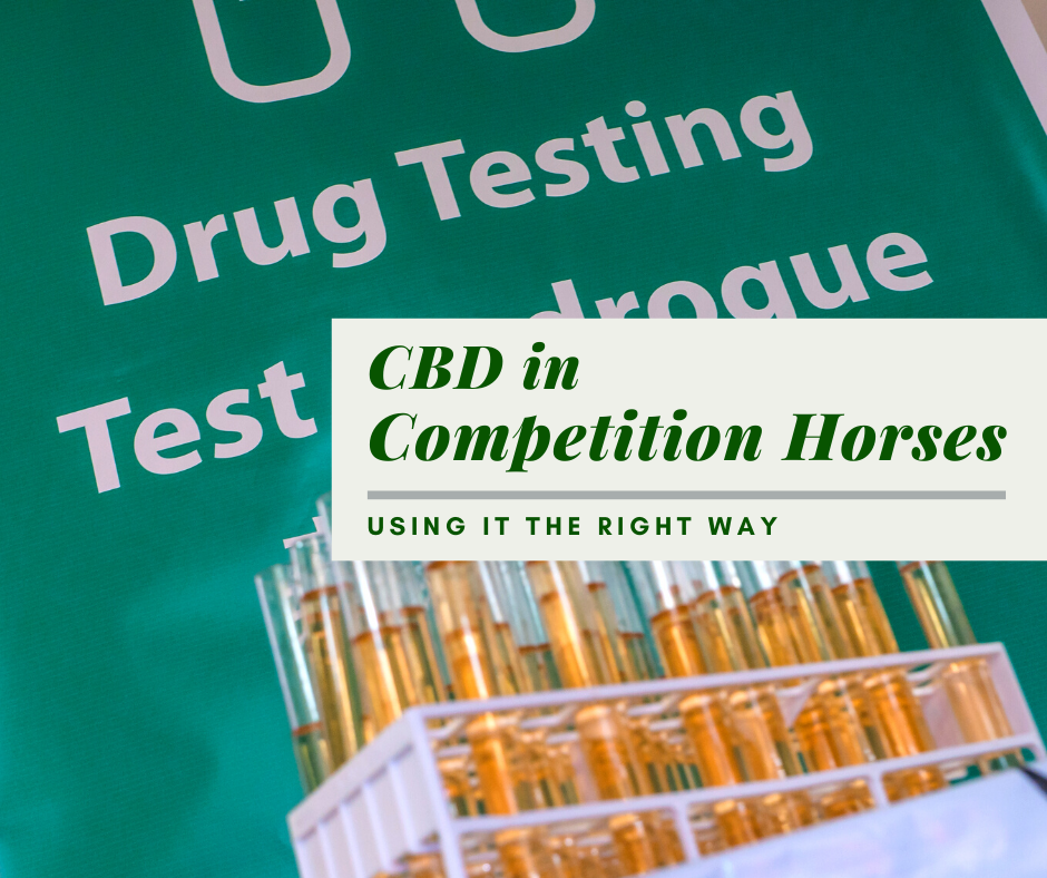 cbd in competition horses