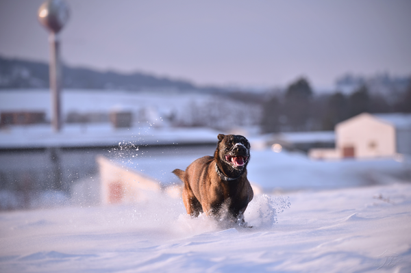 big dog running through snowy field