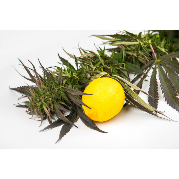 lemon and cannabis plant