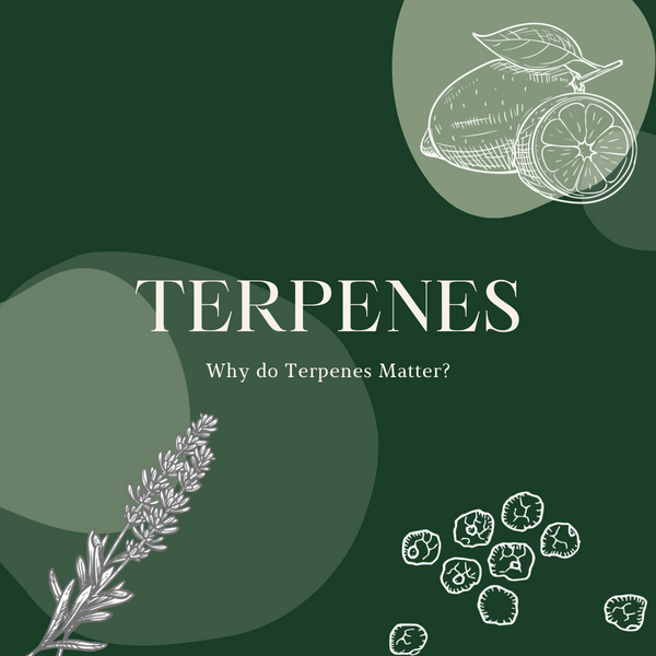 Specific terpenes show potential to relieve pain in animal study