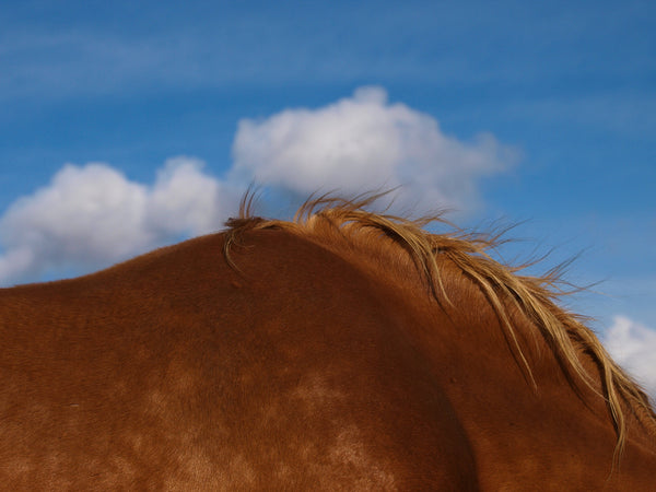 Treatment using cannabidiol in a horse with mechanical allodynia
